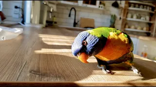 Fruti the Rainbow Lorikeet   (4K)