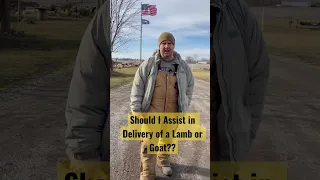 Lamb and Goat Delivery | When to Help