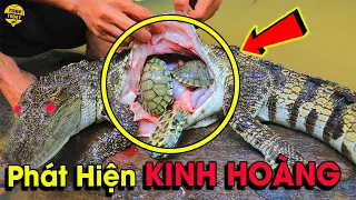 🔴12 Thứ Kỳ Lạ Và Điên Rồ Nhất Được Tìm Thấy Bên Trong Động Vật...Cái Số 6 Khiến Ai Cũng Khóc Thét