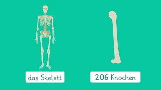 Das Skelett einfach erklärt | sofatutor