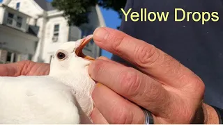 Yellow Drops for Racing Pigeons.  Do Not Miss Out!