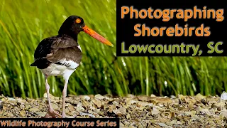 SC Lowcountry Shorebird Photography - Wild Photo Adventures