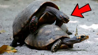 10 Bizarre Animal Mating Rituals!