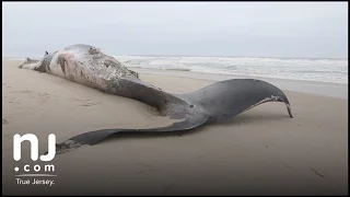 Dead whale washes up on Jersey Shore