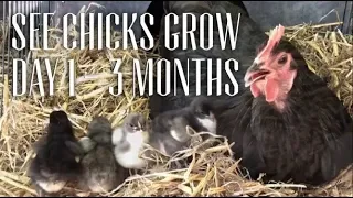 Watch Australorp Chicks Grow Day 1 to 3 Months