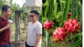 Dragon Fruit farm in Thilixu Village Dimapur | Garden on my Mind