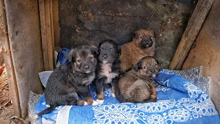 4 Tiny Puppies Found Shaking from Cold and Howling in Sadness at Industrial Area