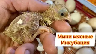 Цыплята ПЕРЕВЁРТЫШИ//Инкубация цыплят Мини мясные палевые белохвостые Украина