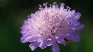 Road of flowers / Дорога цветов