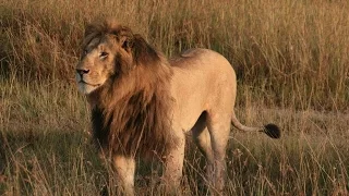 ► Lions Documentary - The Lion Max Power - Animals National Geograpchic | HD