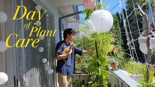 Laid-Back Plant Care | balcony garden, care tips, and project updates
