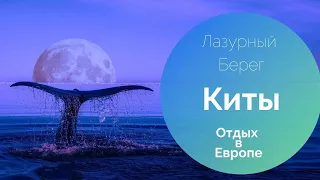 Киты на Лазурном берегу. Отдых на Средиземном море. Путешествие по Европе