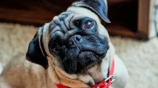 Pros and Cons of Owning a Pug💥All You Need to Know💚