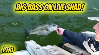 Pt.1: CATCHING BIG BASS on LIVE SHAD