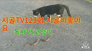 #고양이와뱀#길고양이뱀의 타이틀전#독사와고양이싸움