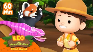 1 HOUR WITH MAMMALS AND REPTILES!! | Leo the Wildlife Ranger | Kids Cartoons | #compilation