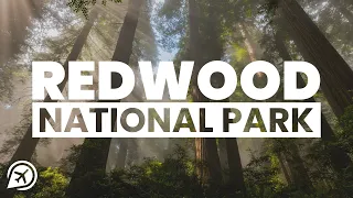 THINGS TO KNOW BEFORE YOU VISIT REDWOOD NATIONAL PARK