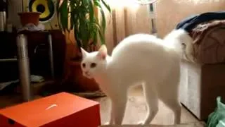 Кот ушёл красиво!  Cat left beautiful