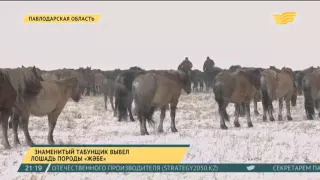 Знаменитый табунщик вывел лошадь породы «жәбе» в Павлодарской области