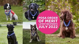 Five Special Dogs Receive the PDSA Order of Merit