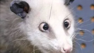 In gedenken an das schielende Opossum aus Leipzig