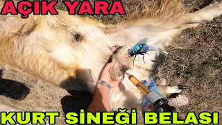 KURT SİNEĞİ VAKASI~TEKE KURTLANMIŞ~BABAMA KÜÇÜK SÜRPRİZ~KARDEŞİM EHİYET ALAÇAK