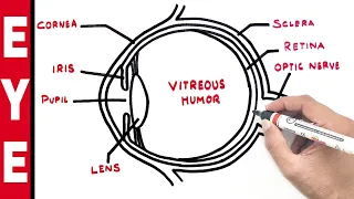 Human Eye Diagram | Draw a labelled sketch of the human eye | YoKidz Drawing | YoKidz Channel