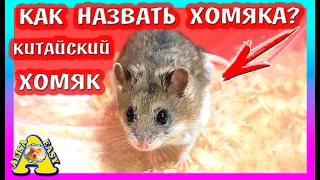 КАК НАЗВАТЬ ХОМЯКА? / СКОЛЬКО ЛЕТ ХОМЯКУ? / КИТАЙСКИЙ ХОМЯК / РАСПАКОВКА ПОСЫЛОК / Alisa Easy Pets