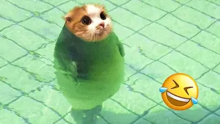 Funniest Dogs And Cats Videos 😅 ~ Best Funny Animal Videos 2023😇 #238