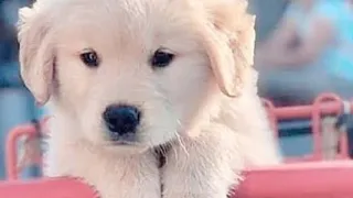 Funniest Animals 😄 New Funny Cats and Dogs Videos 2024 😹🐶 #54