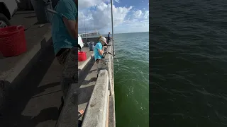 Catching a MONSTER grouper from under the PIER!! 💪 #skyway #fishing #bigfish