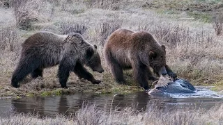 Baby Bison Falls into Blacktail Ponds in Yellowstone