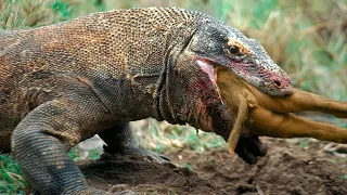 15 BRUTAL Moments Of Komodo Dragons Eating Their Prey Alive