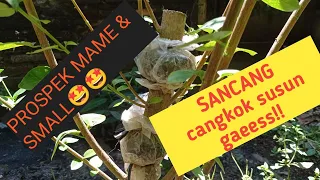 cara membuat BONSAI SANCANG cangkok susun prospek mame & small