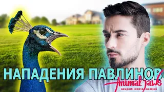 Нападения павлинов на людей