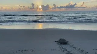 Keep beaches clean, dark and flat this holiday weekend for nesting sea turtles