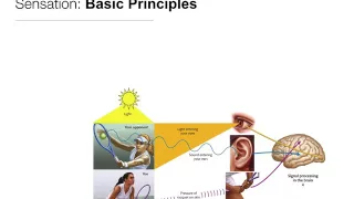 Perception: 1.1 Foundations - The Perceptual Process