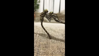 Dragonfly fighting