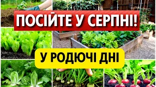 ДВА ВРОЖАЯ ЗА РІК! Посійте У СЕРПНІ у родючі дні за місячним календарем