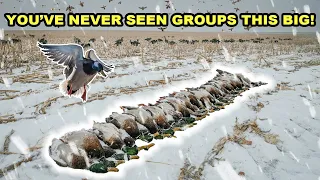 8 MALLARD LIMITS IN THE SNOW!!! (Hilarious Ending to this Duck Hunt)