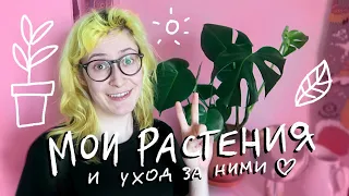 Мои любимые растения и как я за ними ухаживаю | nixelpixel