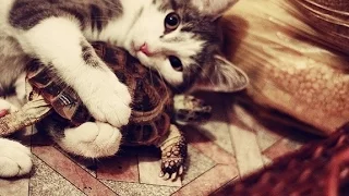 Коты VS Черепахи! Веселая Подборка! | Cats and Turtles.