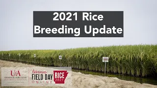 2021 Arkansas Rice Field Day: Rice Breeding Update