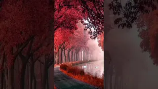 Forest special scenery #youtube #shorts #video #natural #beauty #trees #viral #viralvideo