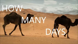 How Many Days Can Camel Survive Without Water? || Watch NOW