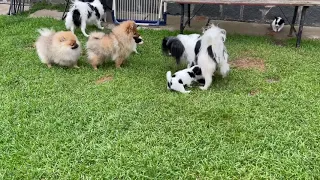 Papillon Puppies 5 weeks old “L” litter Kiwi X Simon