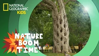 Twisting Trees | Nature Boom Time