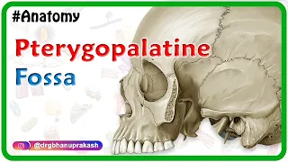 Pterygopalatine fossa : Head and neck Gross anatomy , medical animation