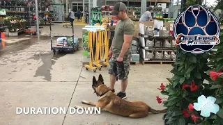 “Rex” the Malinois - GSD mix two week training!