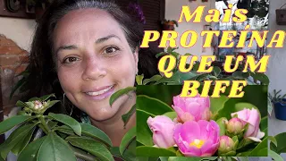 Ora-Pro-Nóbis o POLIVITAMÍNICO NATURAL (+de 12 benefícios pra saúde)